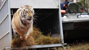 prnco-tiger-center tiger release