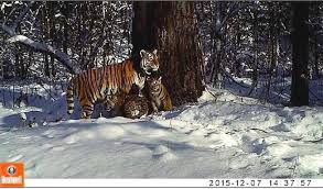 prnco-tiger-center tiger release