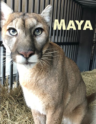 Maya-Cougar