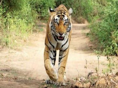News Article: At 67, Ranthambhore tiger numbers at all-time high