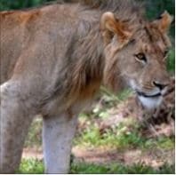 Largest safari club in the US slams the door shut on SA’s canned lion industry