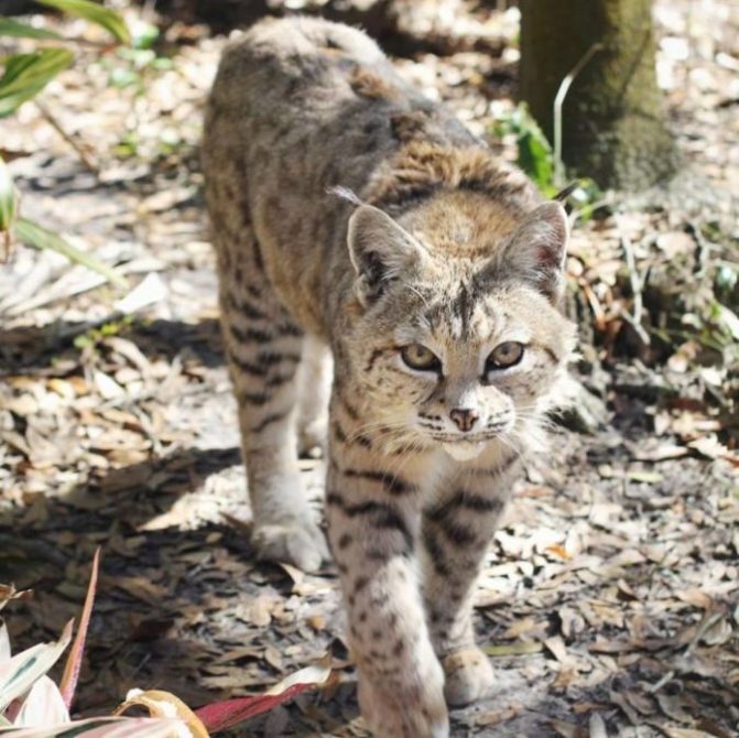 Learn more about this elderly bobcat at http://bigcatrescue.org/tiger-lilly/