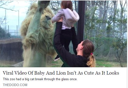 BCR's PR Director Susan explains why this viral video of a baby and lion at a roadside zoo in NC Isn't cute