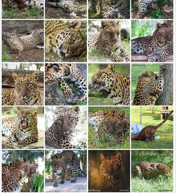 Armani Leopard Photo Album