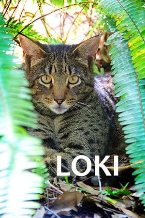 Loki Savannah Cat  2018 Annual Report Loki Savannah cat 3092