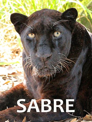 Sabre Black Leopard
