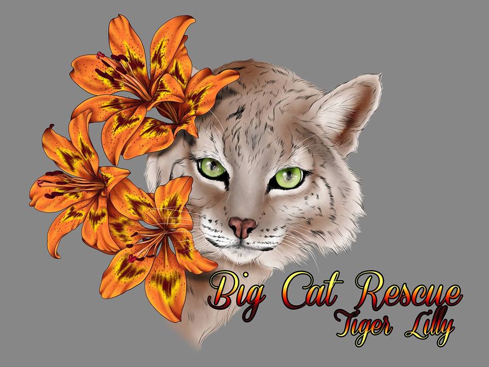Tiger Lilly Bobcat - Art By Cindy