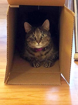September 5 2018 Narla Office Kitty in a box small