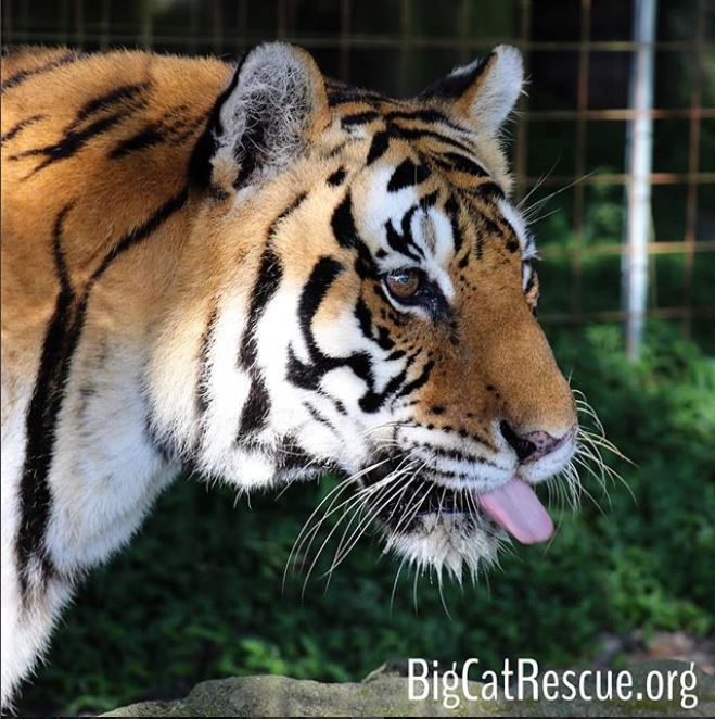 Gabrielle Tiger wins #tongueouttuesday this week!