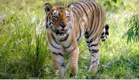 Big Cat Rescue's Action Alert for Avni tigress