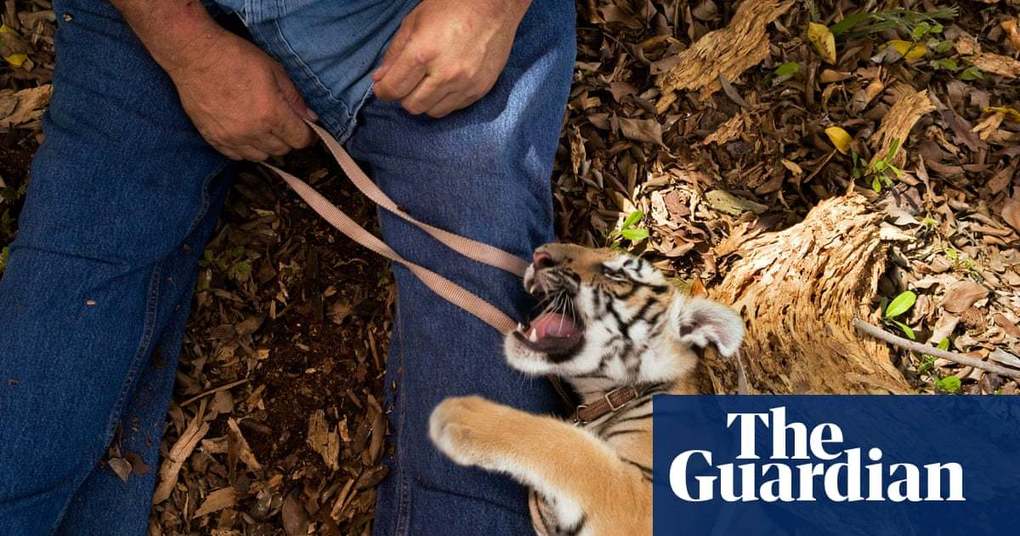More tigers live in US back yards than in the wild. Is this a catastrophe? | Environment | The Guardian 0ef3c0cc 0217 495d 8d7d fe48810fd96d