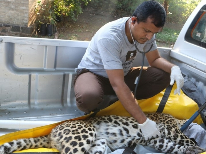 Pune: Leopard found trapped inside chicken coop in Junnar district 364d8dee 73dd 4605 8cfc a5c6fa4931e4