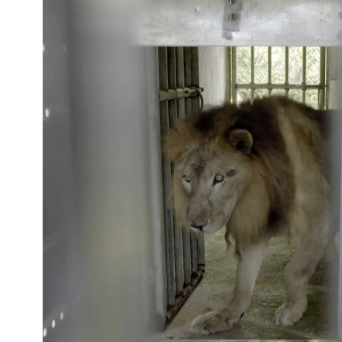 Keenesburg&#8217;s Wild Animal Sanctuary takes in lion, tiger from Saipan zoo after typhoon 4ac88d68 b261 4fbd 8753 6ce1b55eb6a1