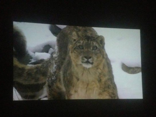 Pakistan&#8217;s rare snow leopards showcased in latest documentary 72a1cbe4 b71d 4a62 a5c6 3f9dffa56cd0
