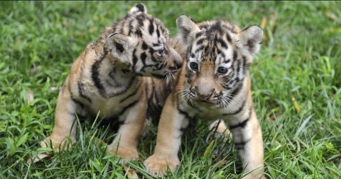 Female Cub Of Hunted Tigress Avni Captured And Sent To Pench Tiger Reserve For Rehabilitation &#8211; Indiatimes.com 8f68eb73 a630 4278 9e42 110d41bb54ed