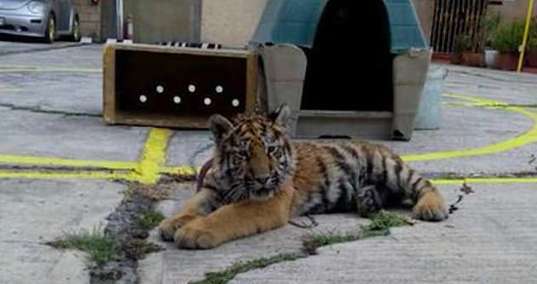 Tiger Cub Chained Outside Restaurant In Mexico City b6050d78 5ebb 4b05 9a26 5842ca000ef5