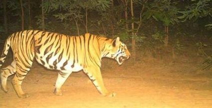 Now, officials use tiger urine to catch K4 d6277b20 48f4 4e9a a04f 319e52cbb341