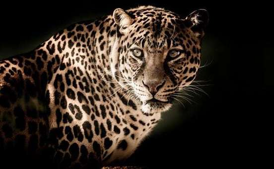 At 460 Deaths, India Records Highest Leopard Mortality Rate In 2018 dd9f27a5 3901 42d6 aae1 20f9976799c5