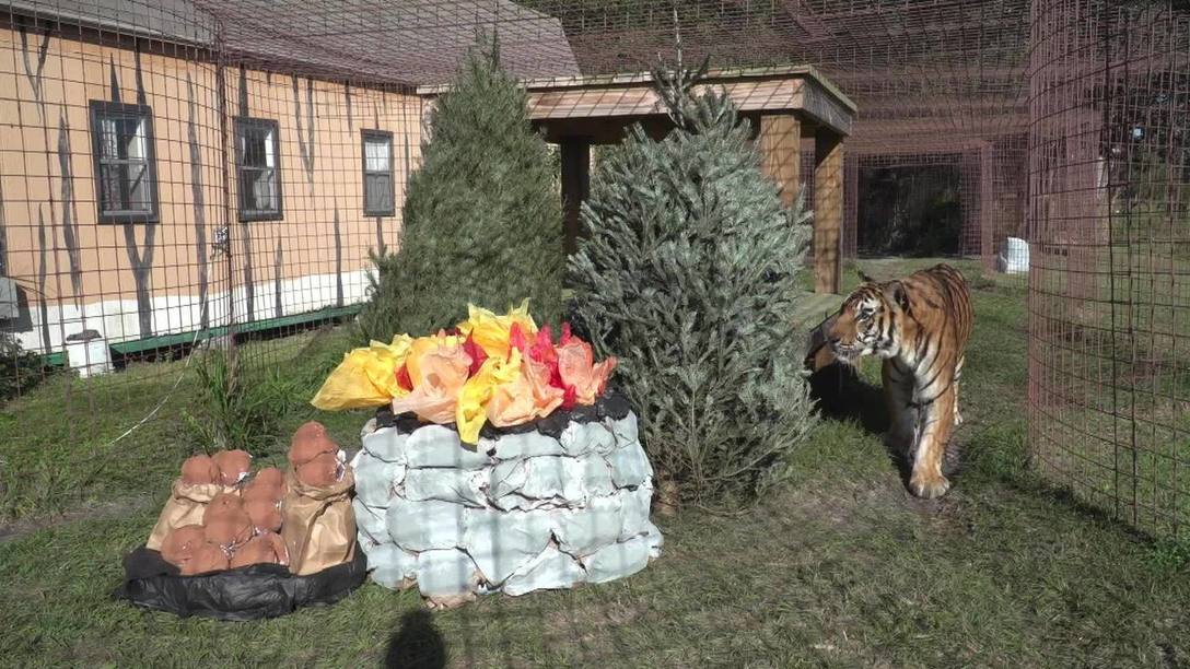 Exotic cats at Big Cat Rescue get very own Christmas trees e2621012 918d 4e3d 89a7 4f3538161e6d