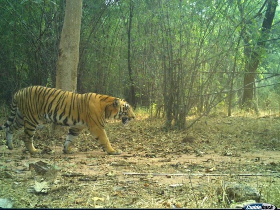 Conservation: Tiger spotted in Kawal reserve of T&#8217;gana fc15181e c966 4d83 96e4 f6762d947dc2