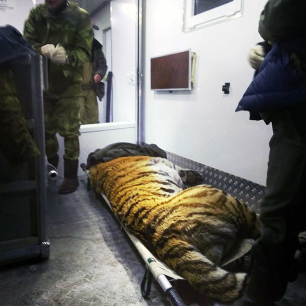 ‘Wounded rare tiger seeks human help’ at remote border post on Russian-Chinese frontier 1d99913e b0e7 4842 9f44 b8ceef7cf61c