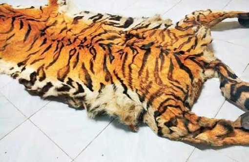 Skin of tiger poached from Kawal seized 32505874 805e 49ea a10c f67aa0a5626d