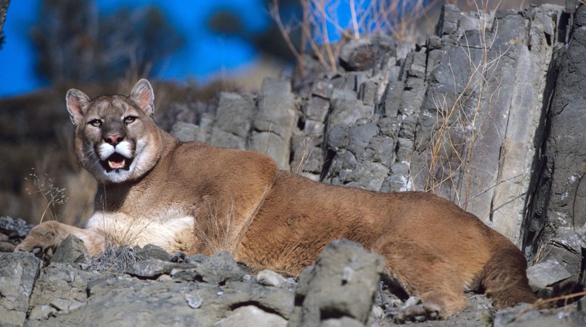 Mountain lion accidentally killed in Square Butte trap line 59c24846 3caf 4154 abfc 3a600b037c06