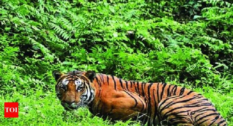 ‘Tiger poaching an invisible crime as no trace left behind’ | Guwahati News &#8211; Times of India 837415f2 adaf 4314 b61a cd0eba22eabd