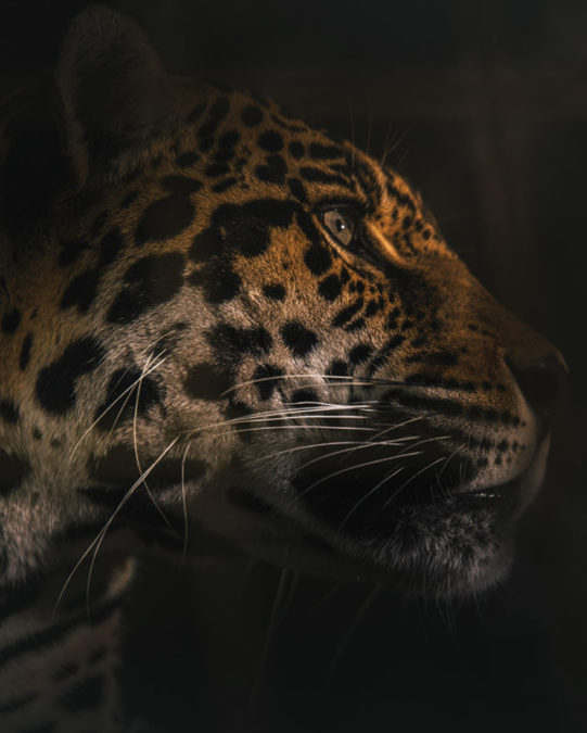 Collin Speckner @collin_speckner  Lion Kills Intern Collin Speckner Jaguar