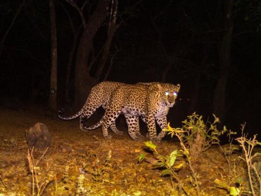 Search operation underway for leopard who escaped its enclosure in Siliguri&#8217;s Bengal Safari Park b90e9608 ebee 4d47 8a23 fa54d2d76e22