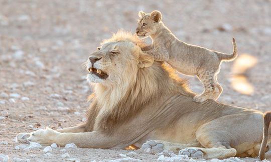 Mischievous lion cub wrestles with father, jumping on his back and swiping at his face | Daily c8f56a1b e013 4ab9 9f2e 38dc53bb9fa6