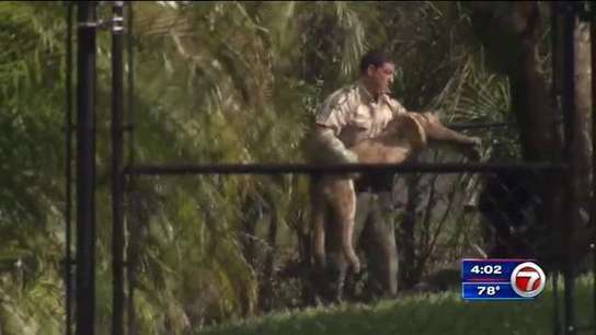 Trappers catch panther spotted in Parkland neighborhood – WSVN 7News | Miami News, Weather, Sports | Fort Lauderdale d9d13ac5 af5d 4343 a2ff 6f6c23a91030