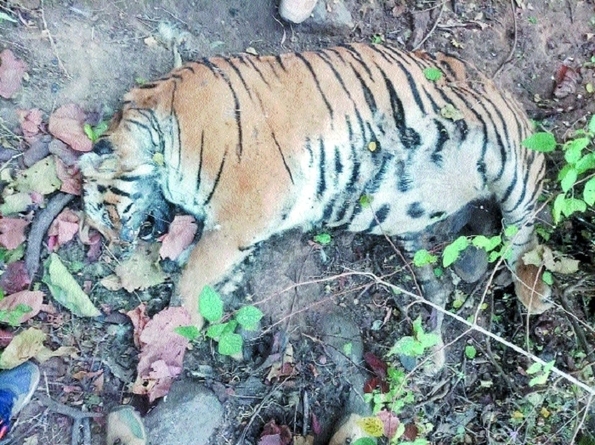 Tiger found dead in Chikhaldara forest fcfc802d fb82 4e57 9629 e67797b91369