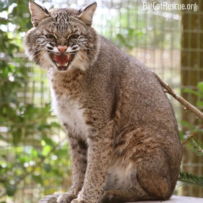Sioux Bobcat likes treats and sometimes if you aren't bringing treats she does not hesitate to tell you to take a hike!
