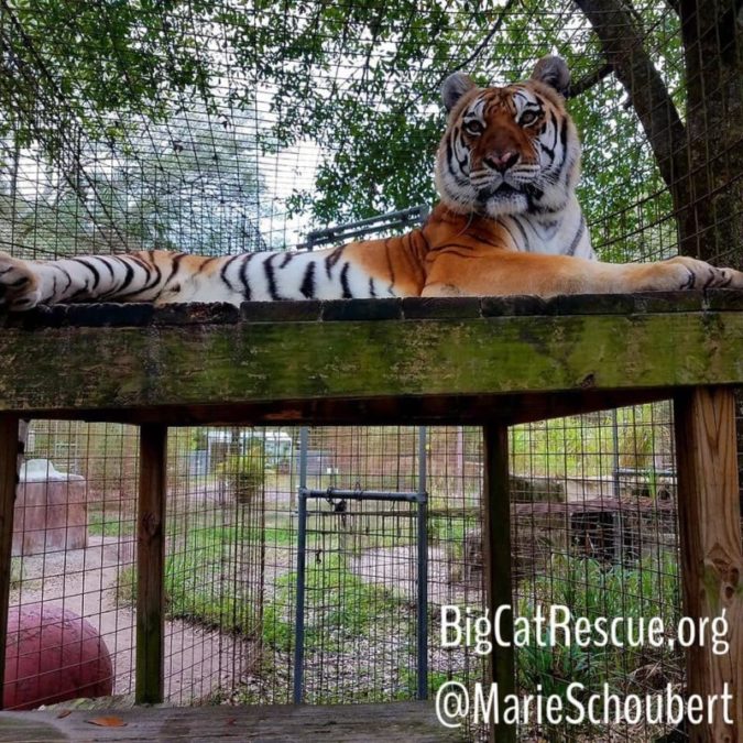 Kali Tiger KNOWS she is beautiful and likes showing you just how beautiful she is!