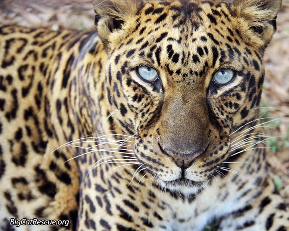 Beautiful Armani Leopard wishes you a wonderful Whiskers Wednesday! >>•