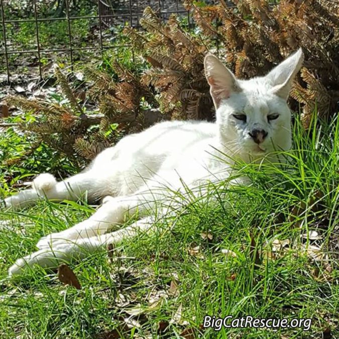 Handsome Pharaoh Serval wishes you a peaceful night of sweet dreams!