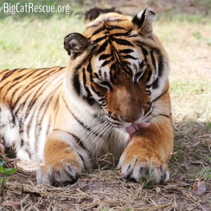 Priya Tiger is having a blast in Vacation Rotation! Watch her LIVE 24/7 at Explore.org/bigcatrescue Find all the cat webcams at BigCatCams.com