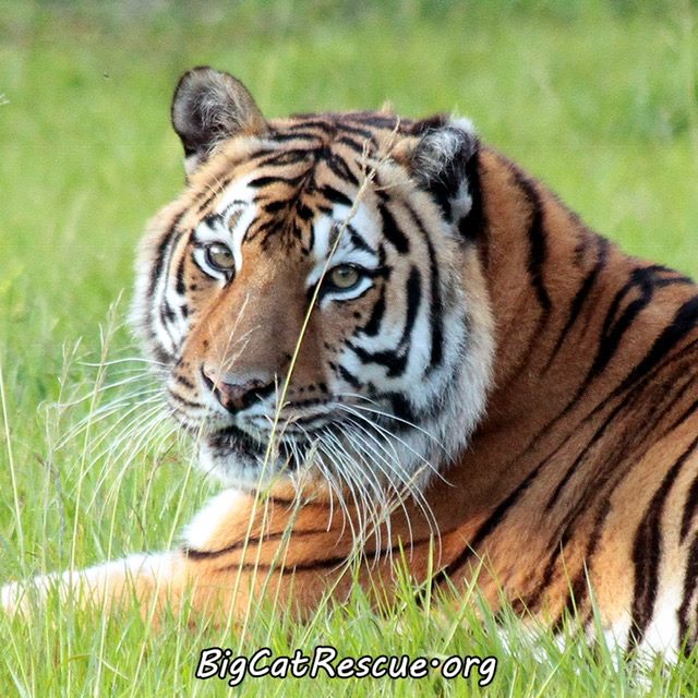 Keisha Tiger