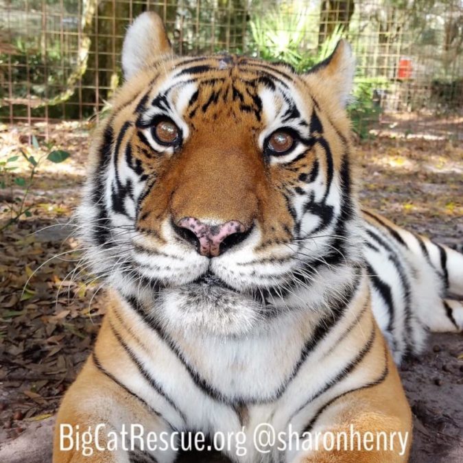 Gabrielle Tiger - Bright eyed and ready for snacks