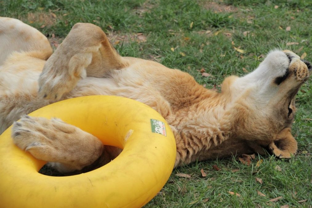 Cameron Lion and his beloved yellow donut