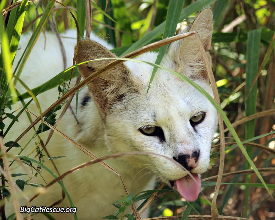 Handsome Pharaoh Serval is reminding us it’s Tongue Out Tuesday!
