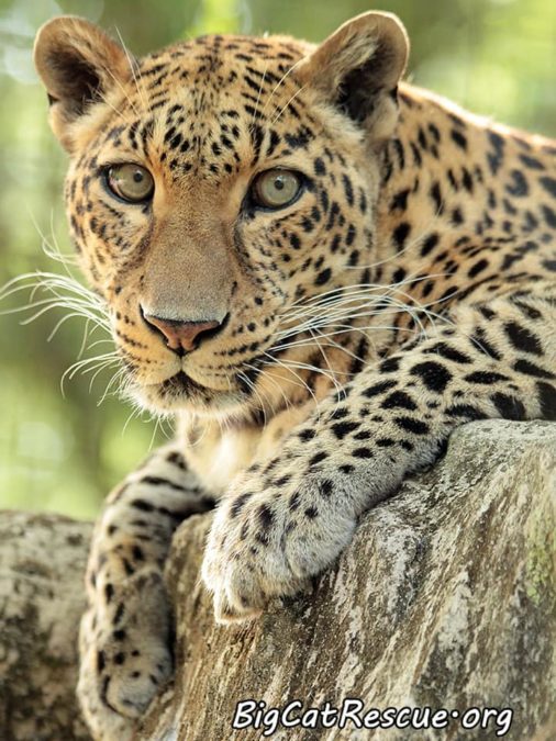 Beautiful Sundari Leopard is a great Whiskers Wednesday spokesperson! >>•