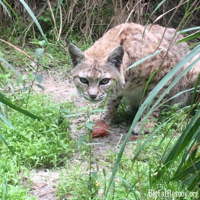 Elderly Tiger Lilly Bobcat LOVES her afternoon Bloodsicles! She gets one every day to help her stay cool and hydrated!