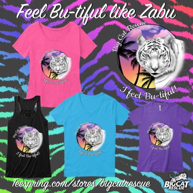 Zabu White Tiger - Big Cat Rescue Merchandise  February 22 2019 52432349 10155920655326957 3218210963303956480 n