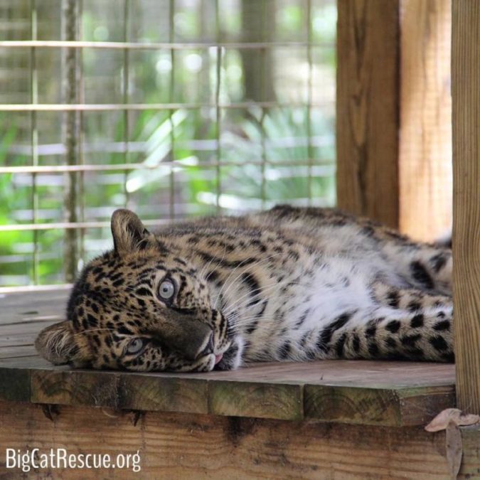 Sleepy sleepy Natalia Leopard