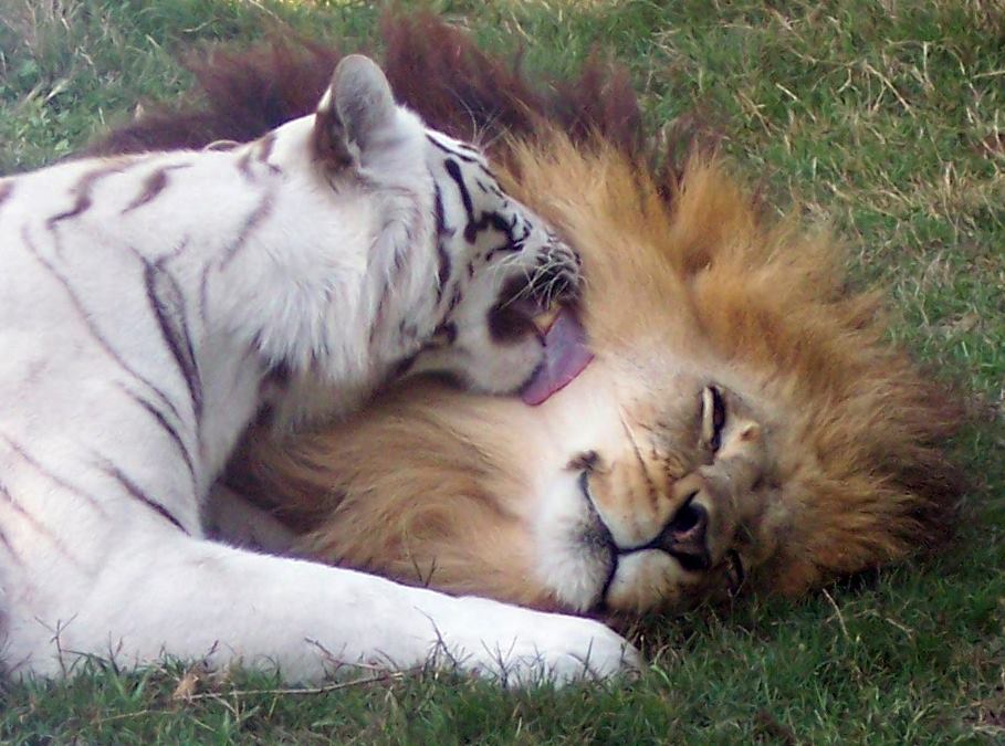 Cameron Lion and Zabu Tiger