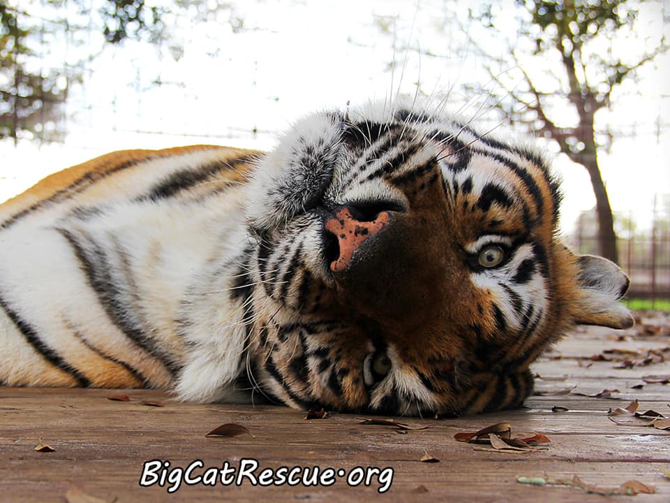 Silly Andre Tiger is watching the world go by (upside down) on this peaceful night! ⭐️  February 20 2019 52486575 10155917617886957 6116936643946479616 n