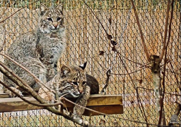 Bravo and Tango Bobcats are watching closely for breakfast!