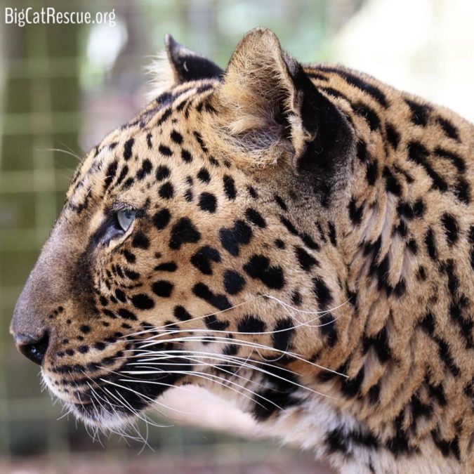 Armani Leopard is 21 years old but still acts like a cub when it comes to treats and enrichment
